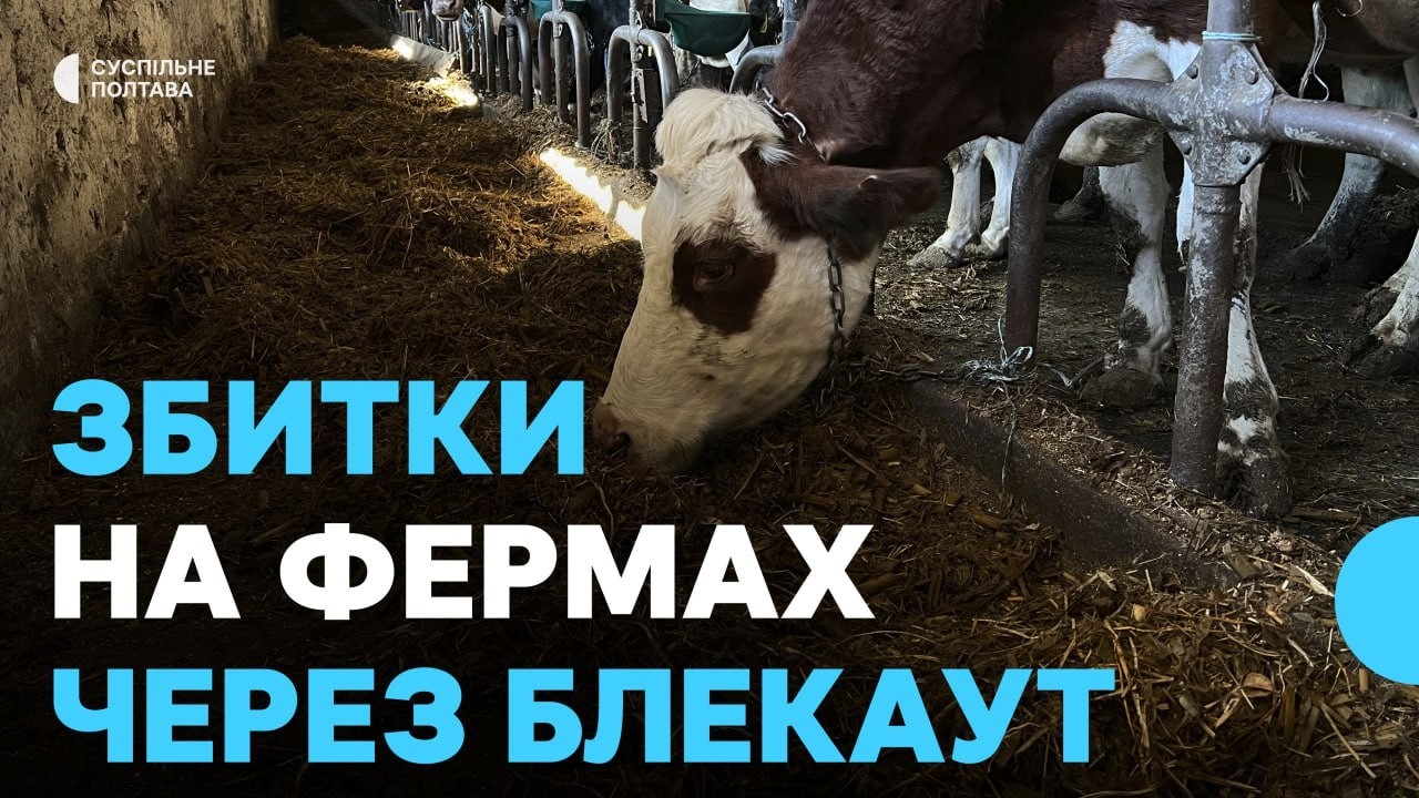 Через блекаути молочна галузь Полтавщини зазнала збитків на 200 млн гривень: як працюють ферми зараз