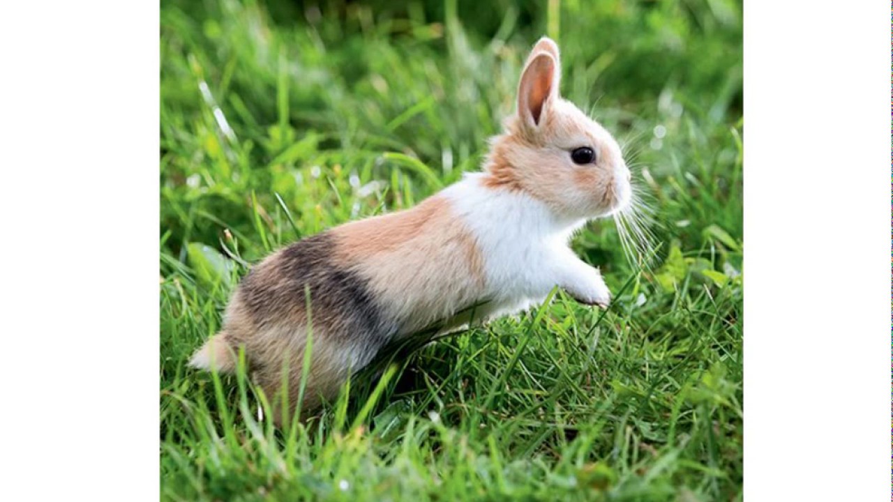 Top 11 des lapins les plus mignons