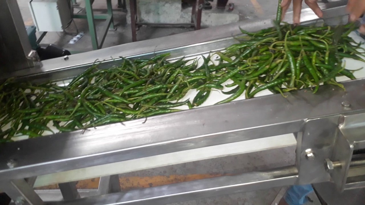 Universal Cutting Machine for Pickle Plant