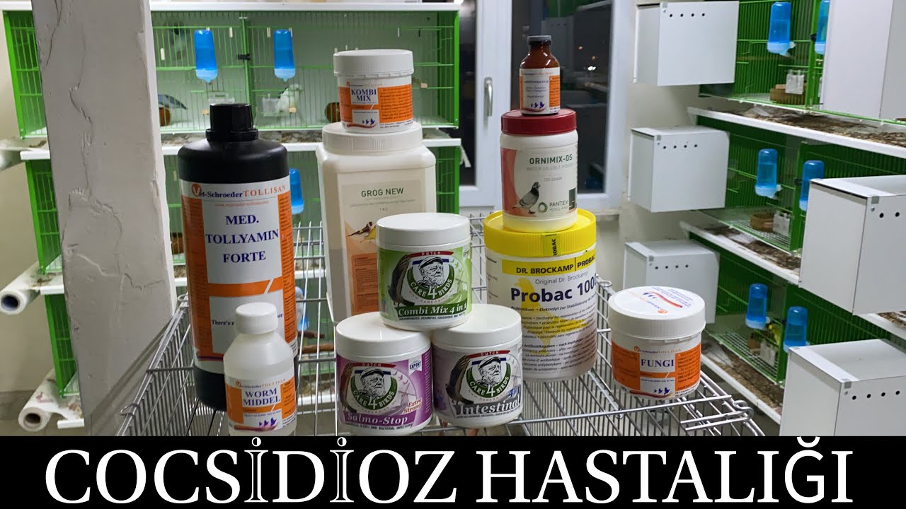 KUŞLARDA COCSİDİOZ HASTALIĞI
