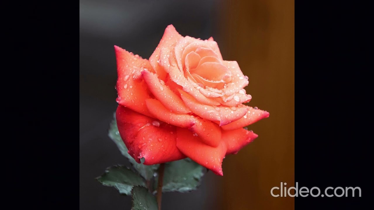Harito de Colombia Valentinstag 2026_como han passado los años.