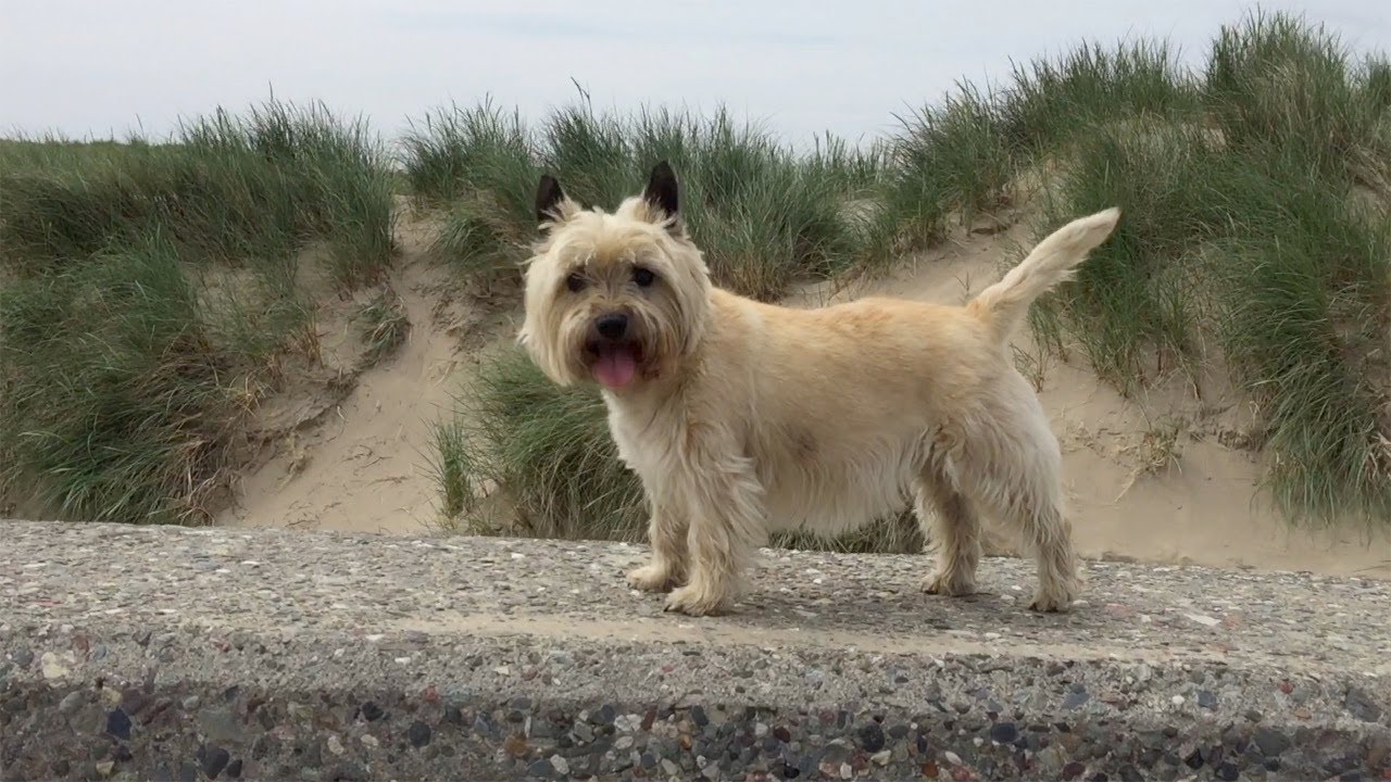 Why to get a Cairn Terrier as a pet
