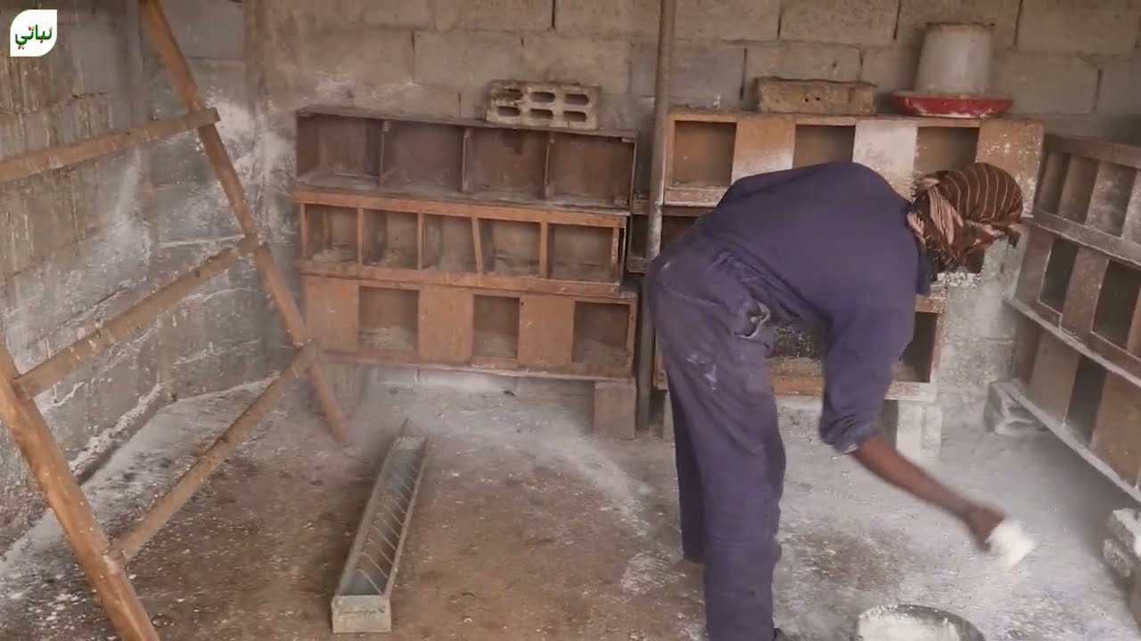 تعقيم حظائر الدجاج
