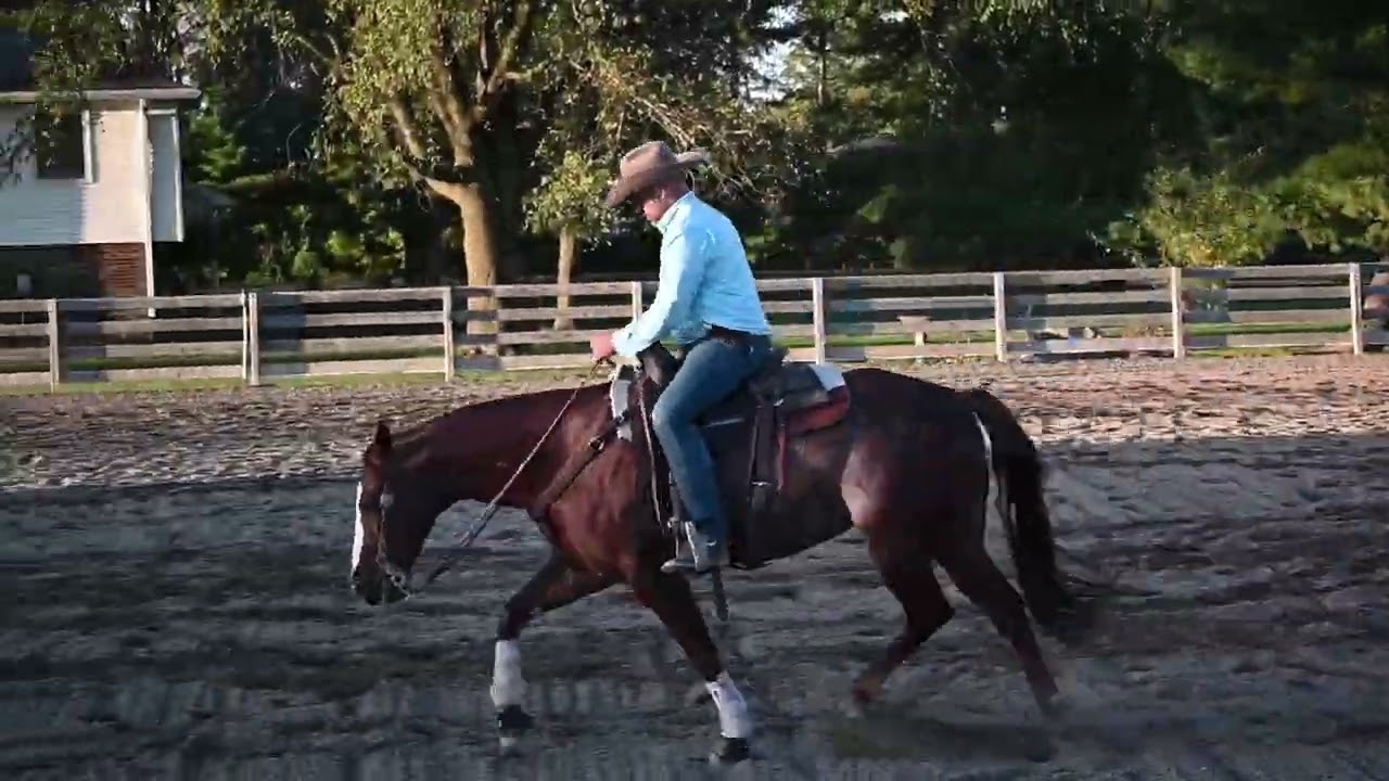 CCR Bet Shesa Star - 2015 Bet Hesa Cat mare