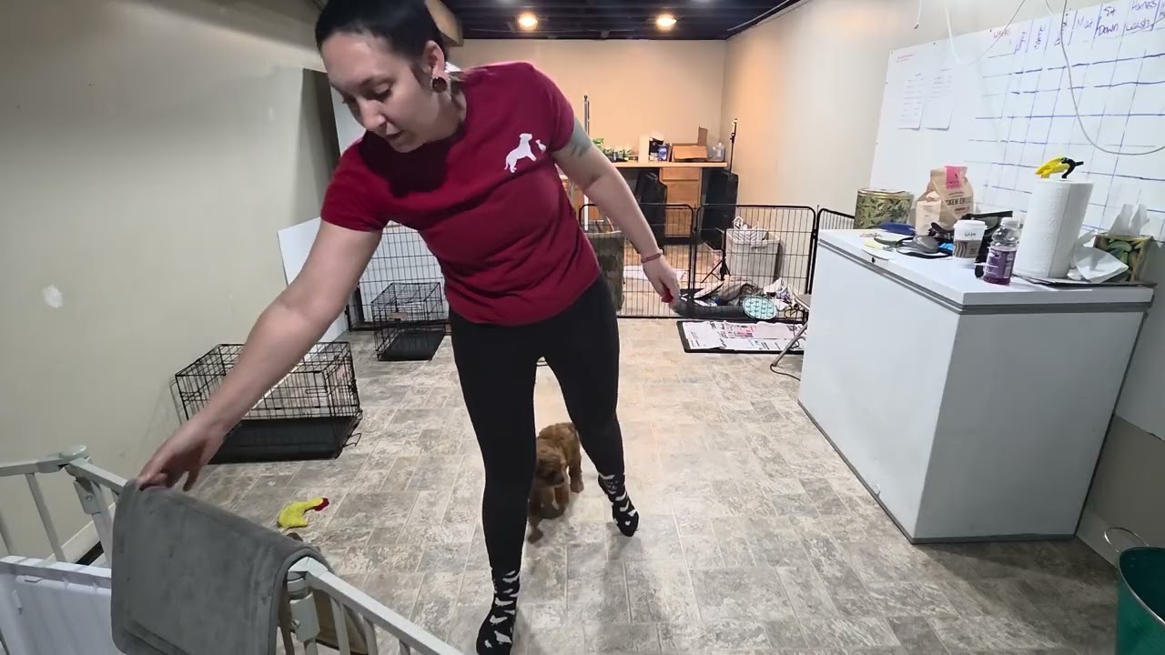 Premier Pup Kobe Wk 1 Recap