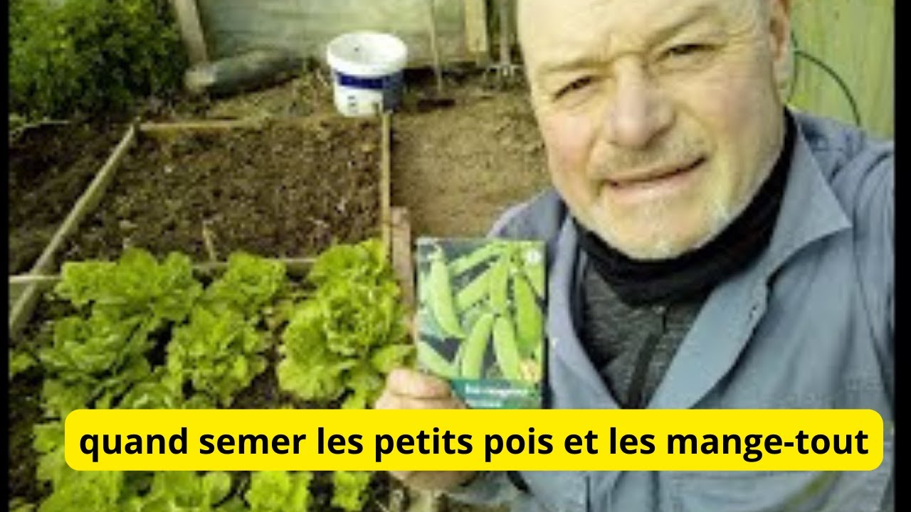 Comment et quand semer les mange-tout et les petits pois ?