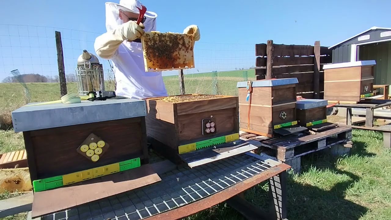 Bienen im März - Drohnenrahmen einsetzten und (notgedrungen) Honigräume aufsetzten