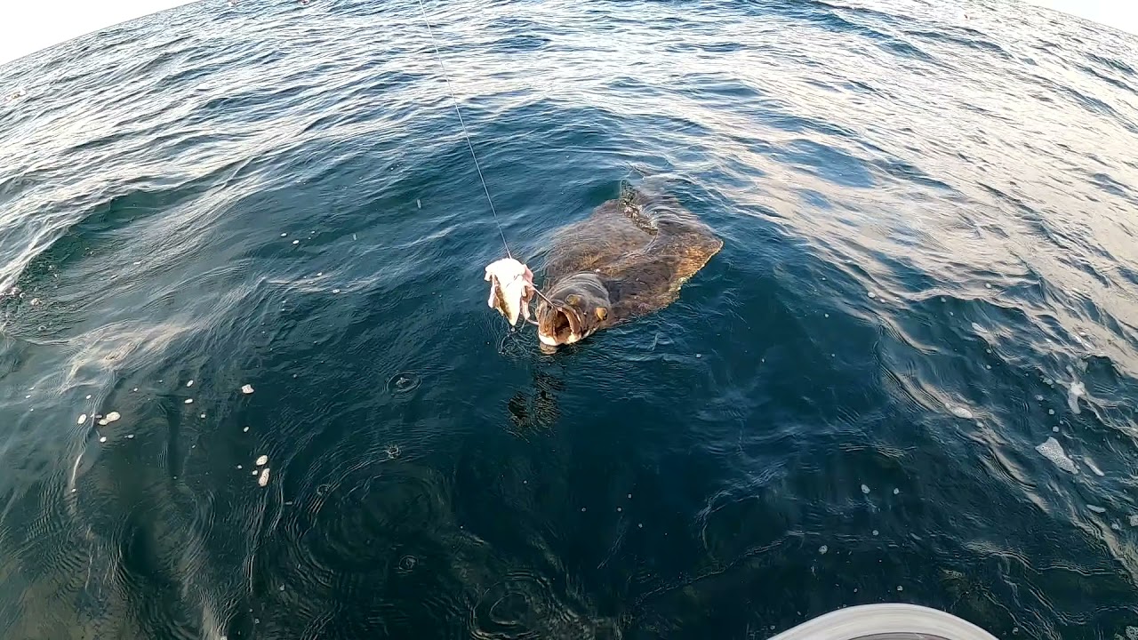 Halibut fishing with monster hook