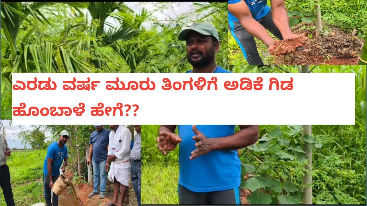ಎರಡು ವರ್ಷ ಮೂರು ತಿಂಗಳಿಗೆ ಅಡಿಕೆ ಗಿಡ ಹೊಂಬಾಳೆ ಹೇಗೆ ?? Contact: 7892811691 / 8722055196 (For Jeevamrutha)