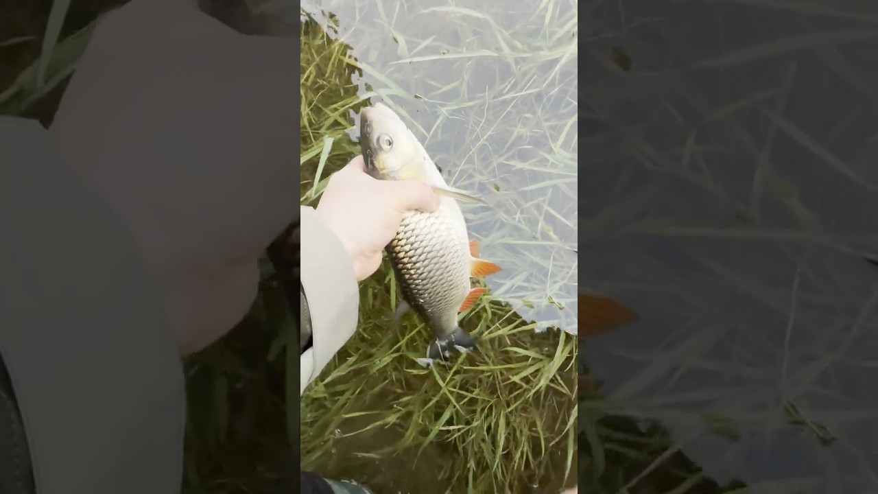 Piękny Kleń z rzeki Cybiny w Poznaniu