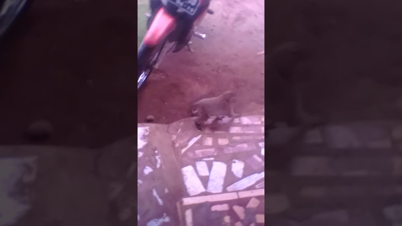 Monyek yang sangat bodoh