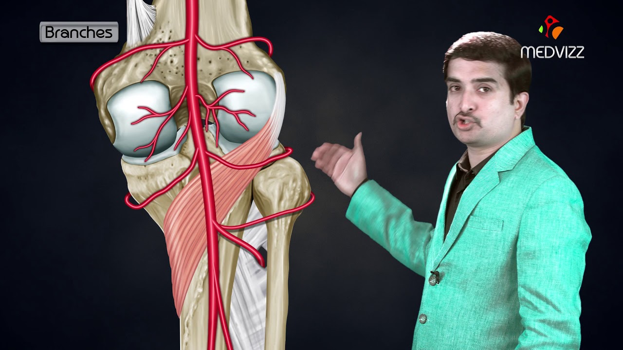 Posterior tibial artery : Origin , Course , Branches , Termination : Dr G Bhanu Prakash