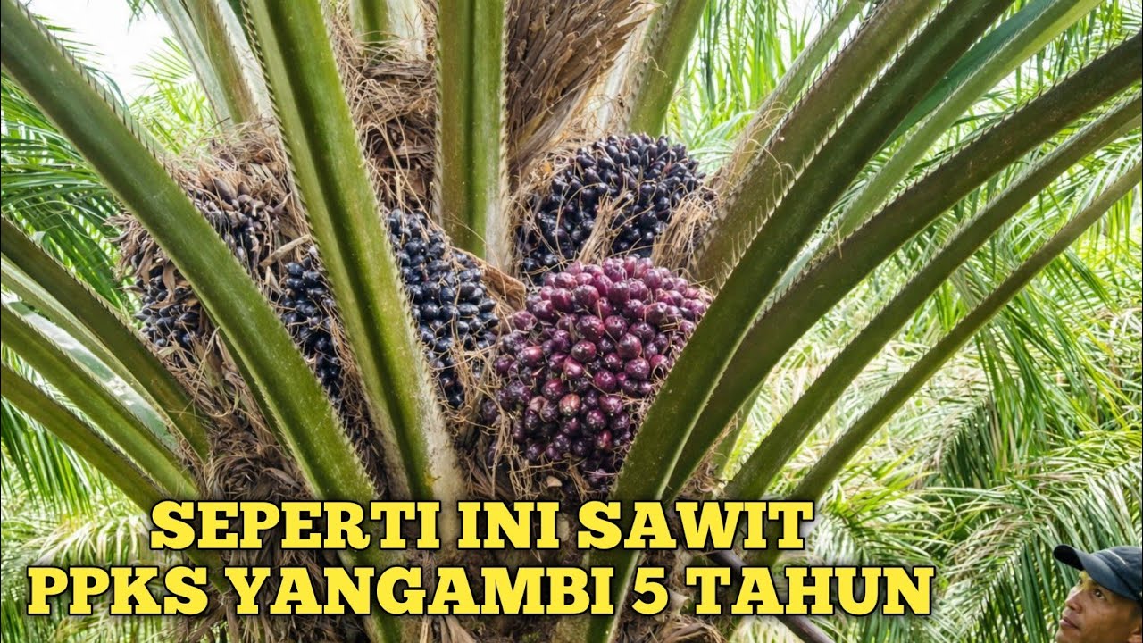 PANEN SAWIT PPKS YANGAMBI UMUR 5 TAHUN 9 BULAN, BUAHNYA BESAR-BESAR. @petanipemulatemah