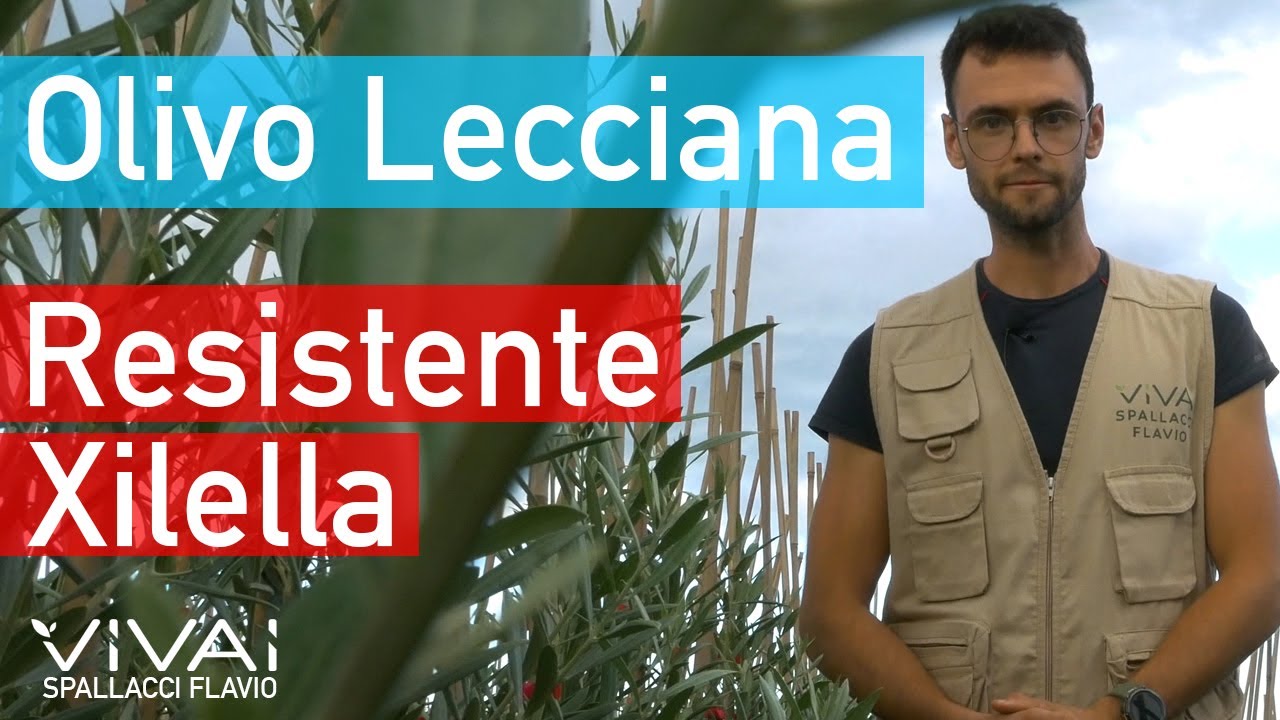 LECCIANA: variet&agrave; di olivo resistente alla xylella