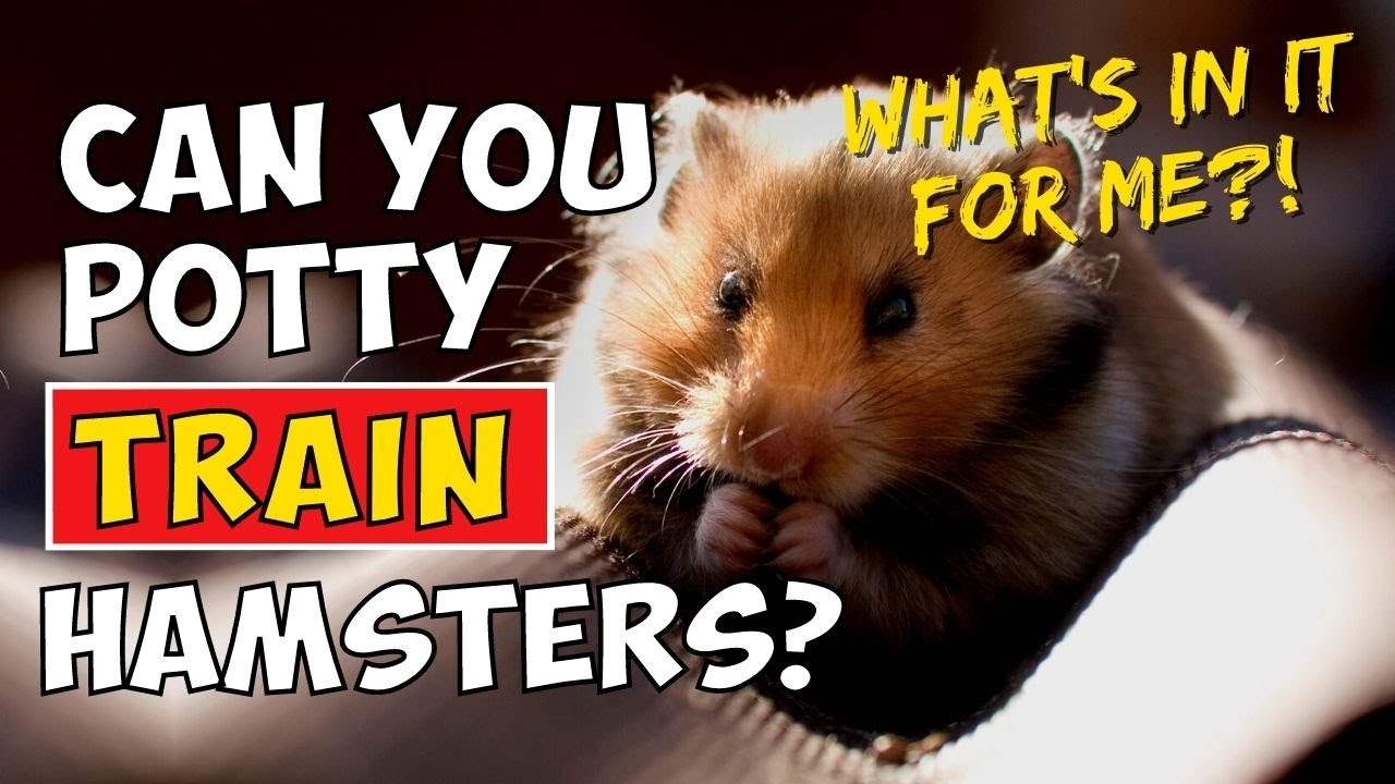 Can You Potty Train Hamsters?