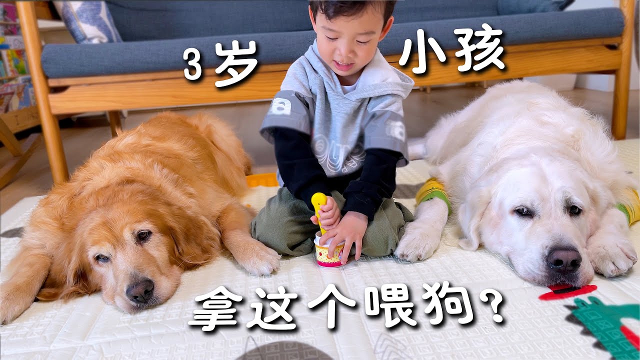 让3岁小主人帮忙喂狗，狗：鬼知道我经历了什么...