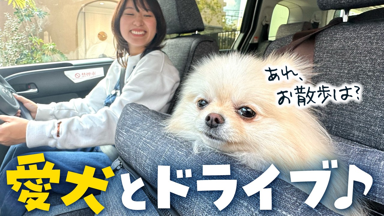 【TOYOTAシエンタ】愛犬におすすめドライブベッドを使って癒やしドライブに行ってきた【ペピイチャンネルコラボ】