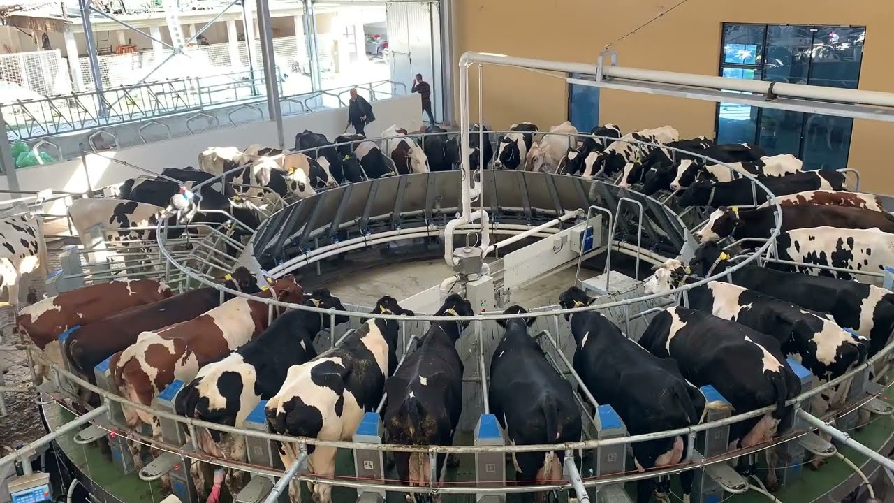 Boumatic Rotary Milking Machine By TANUSSI at 