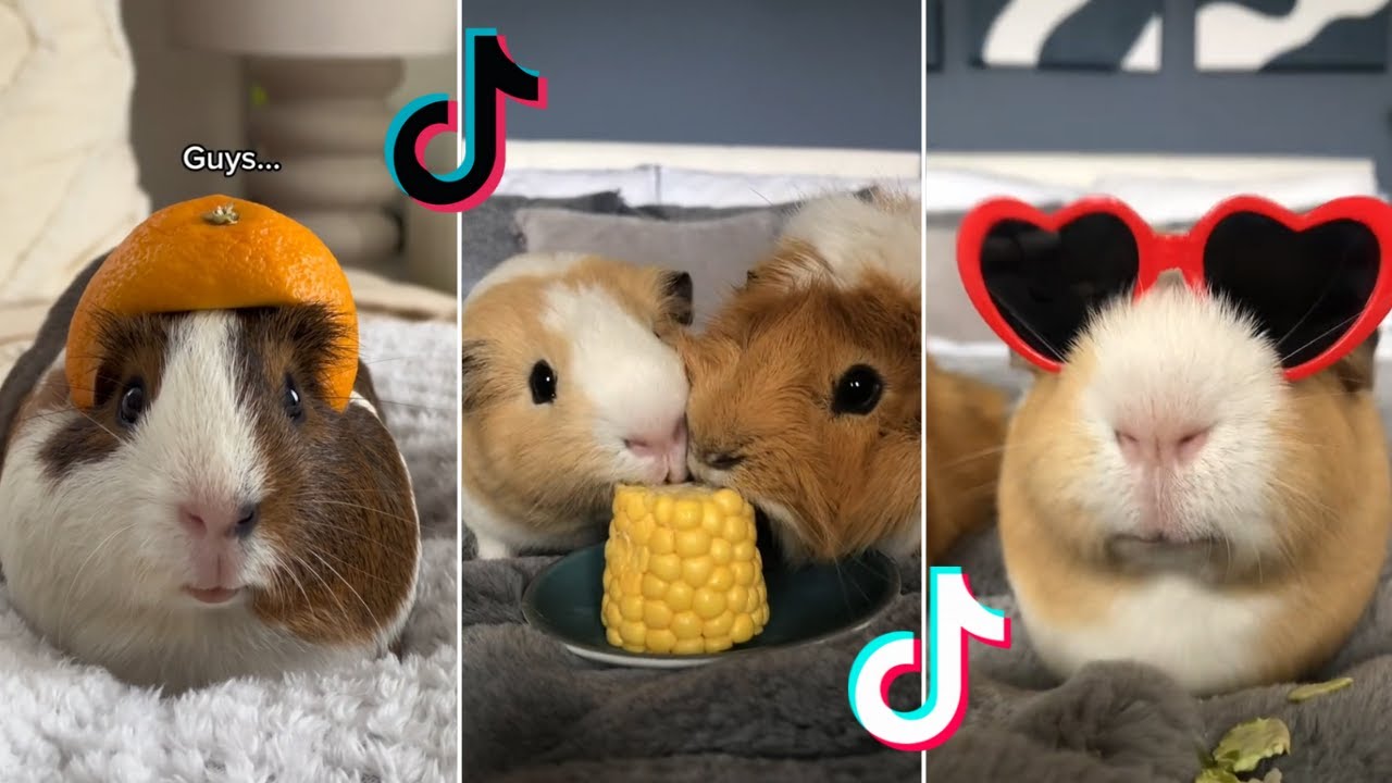 Cute Guinea Pigs - TikTok Compilation #38