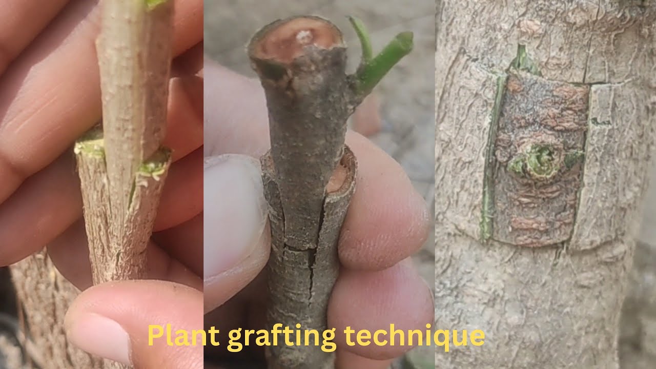 Three, Amazing plant grafting technique | grafting plants #grafting #satisfying #agriculture #viral 