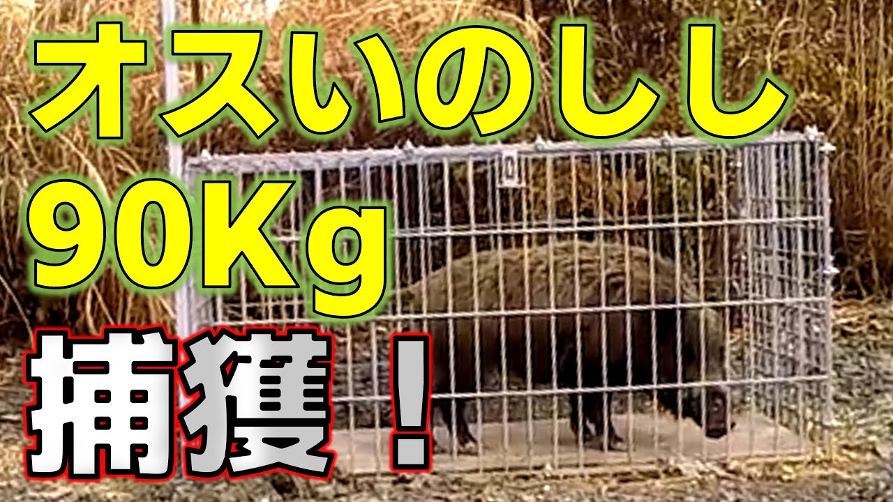 #イノシシ駆除　#イノシシ狩猟　#箱罠　【ついに捕獲！】９０Kgのイノシシ