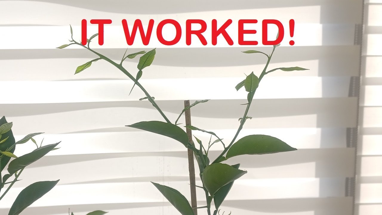 Topping Orange Tree Seedlings To Promote Branching Out Update 1 - It Worked!!
