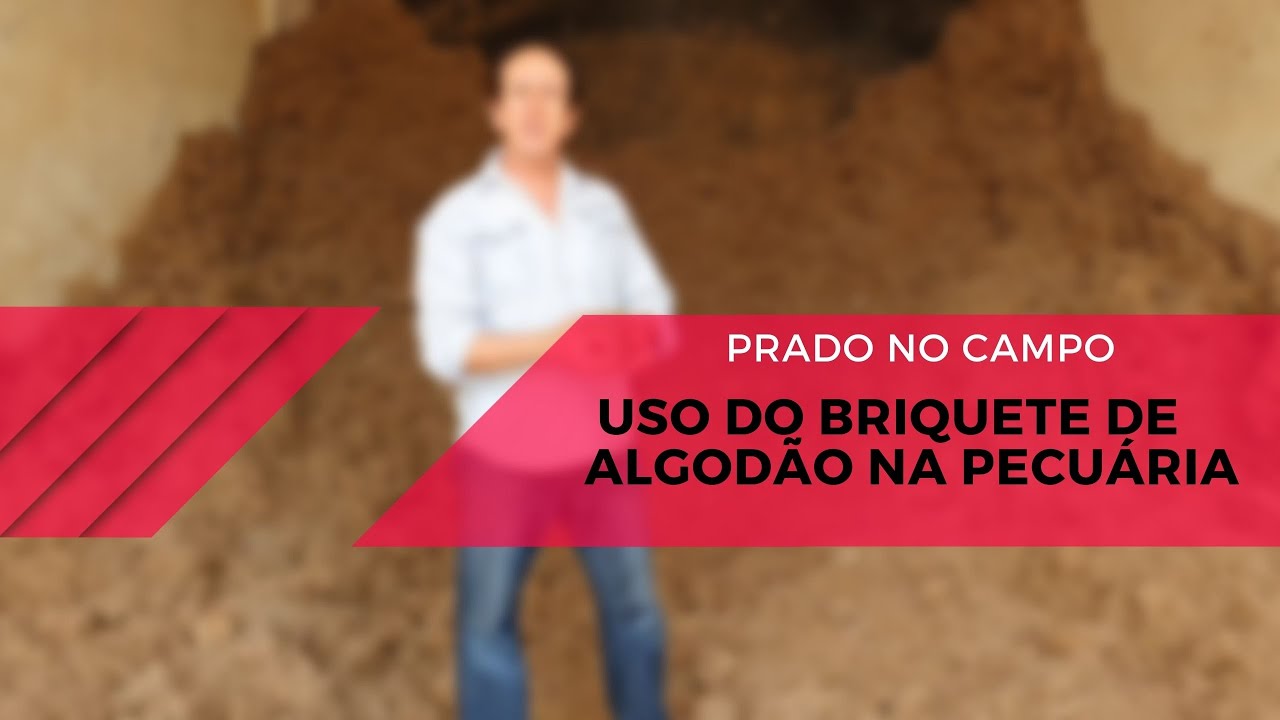 Briquete de algodão - Volumoso com características de concentrado