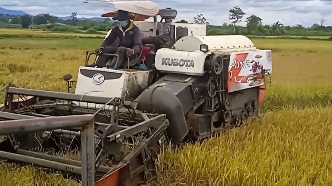 Máy gặt lúa Kubota dc7o ở ngoài đồng ruộng và máy  chở lúa td100