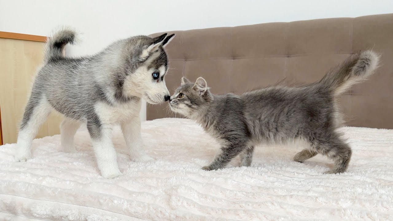 Funny Husky Puppy Reacts to Tiny Kitten [THE BEST REACTION EVER]