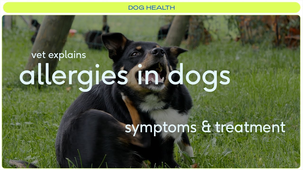 Does your dog have allergies? Common Symptoms + Treatment