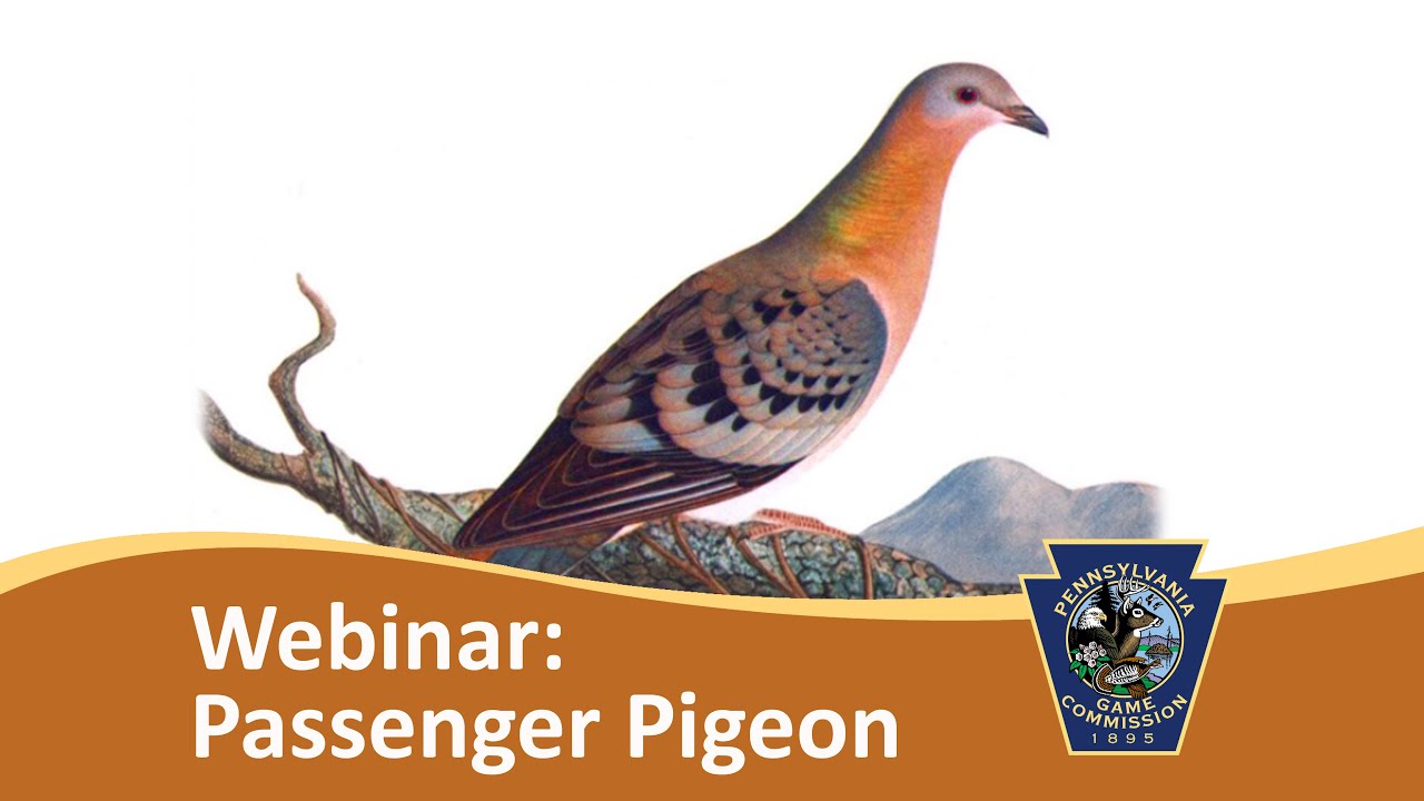 Webinar: Flight to Oblivion  The extinction of the passenger pigeon