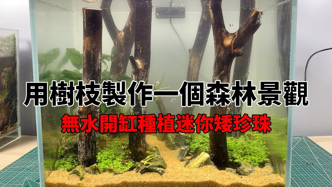 用撿來的樹枝做一個森林水景，無水開缸種植迷你矮珍珠【水世界水族馆】