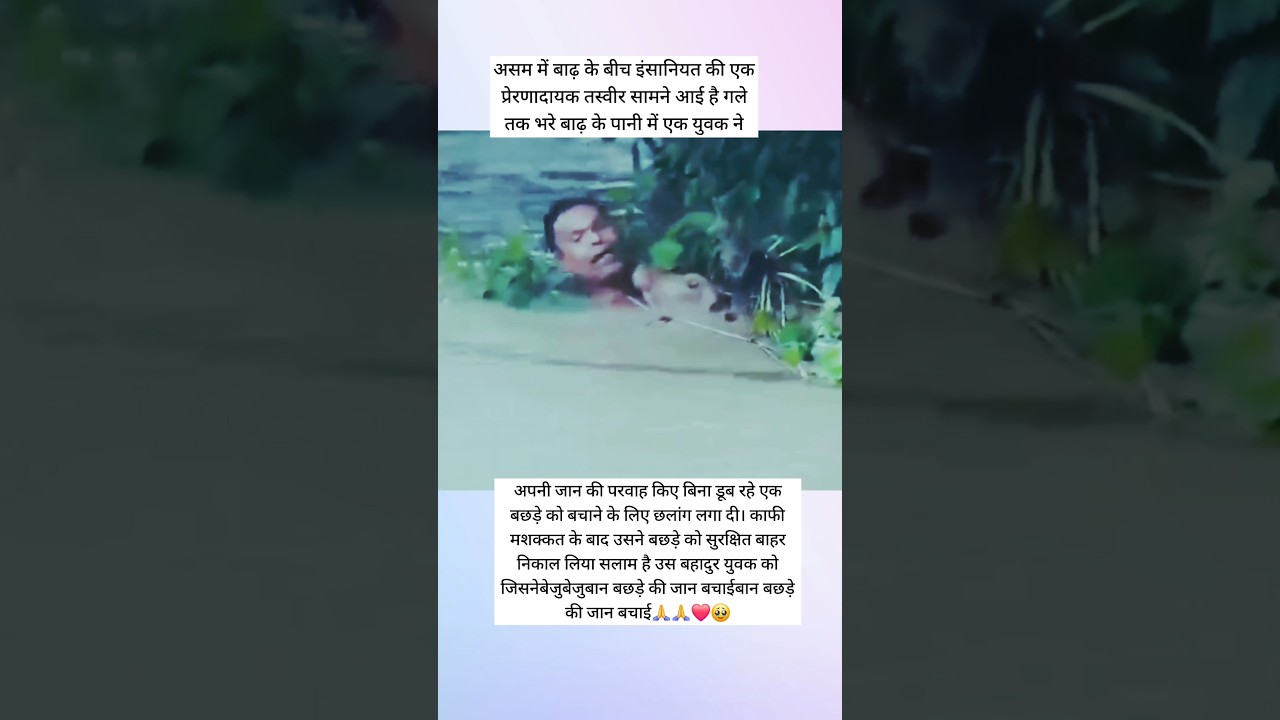 Young man saves calf's life during floods ❤️🥹#AssamFlood #Flood #AnimalRescue