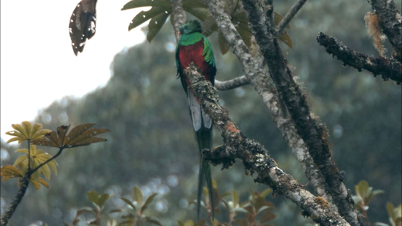 Resplendent Quetzal and its Call