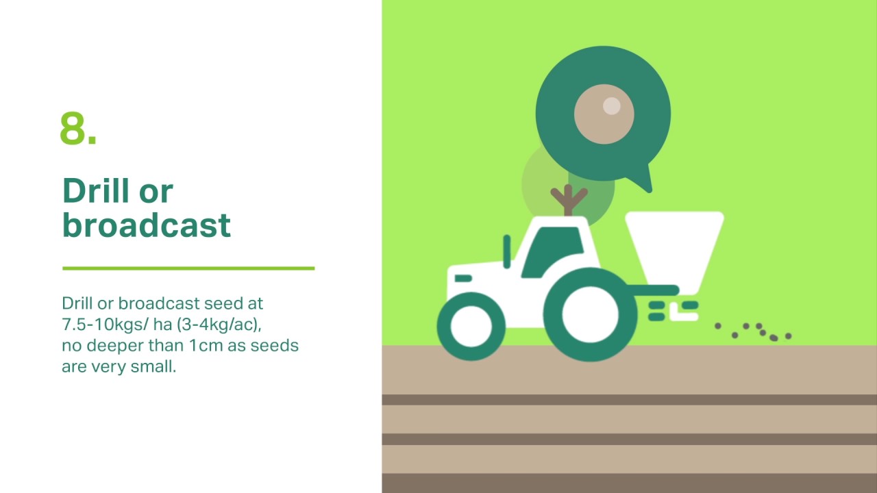 Growing Hybrid Forage Brassica
