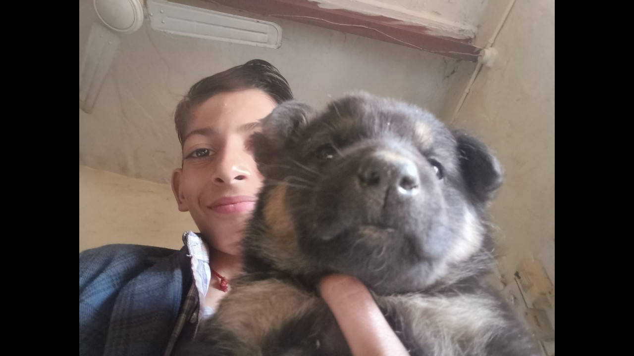 Hamare pyare dog