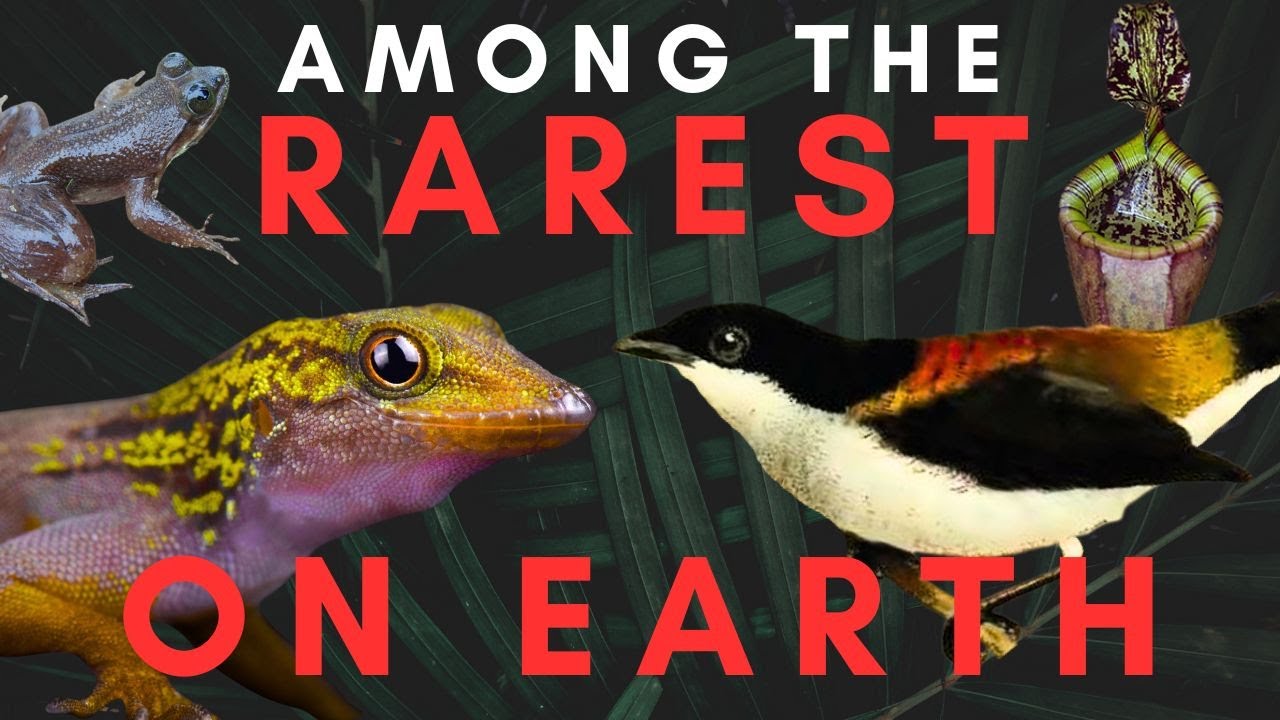 10 of the Rarest Species on Earth - Part 6