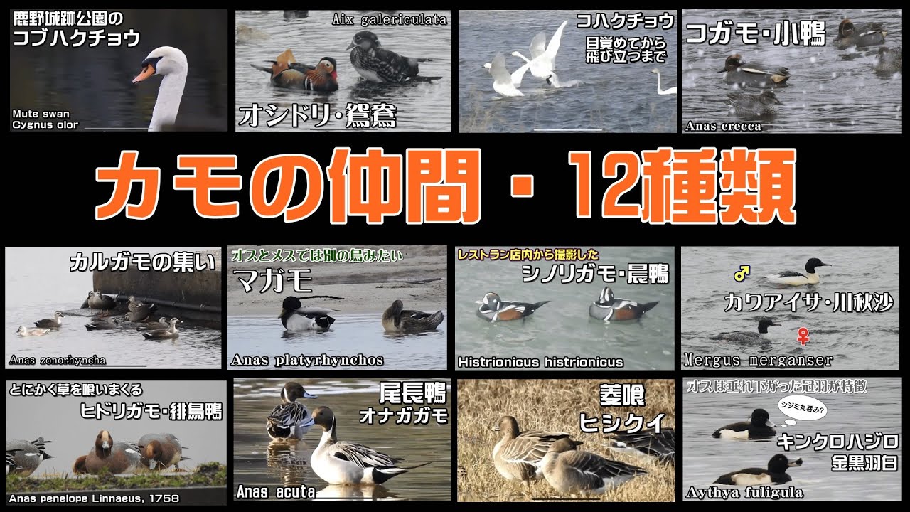 カモの仲間12種類・archive