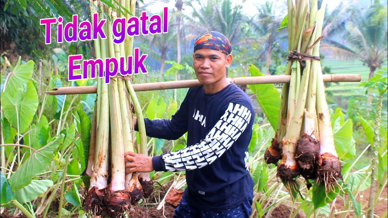 panen lompong papua untuk dimasak tegeyan pedas perkedel dan kukusan talas pengganti nasi