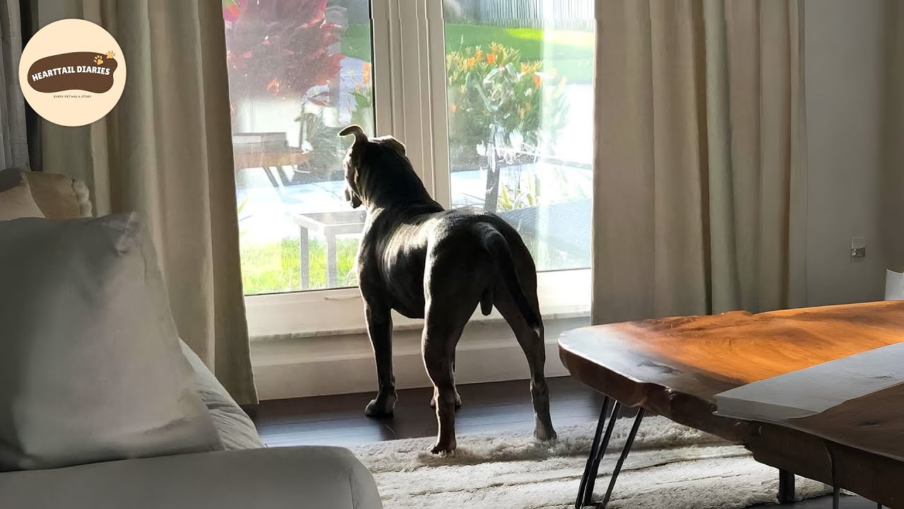 Dog Rescued After Days on the Street Gets SECOND CHANCE at Life