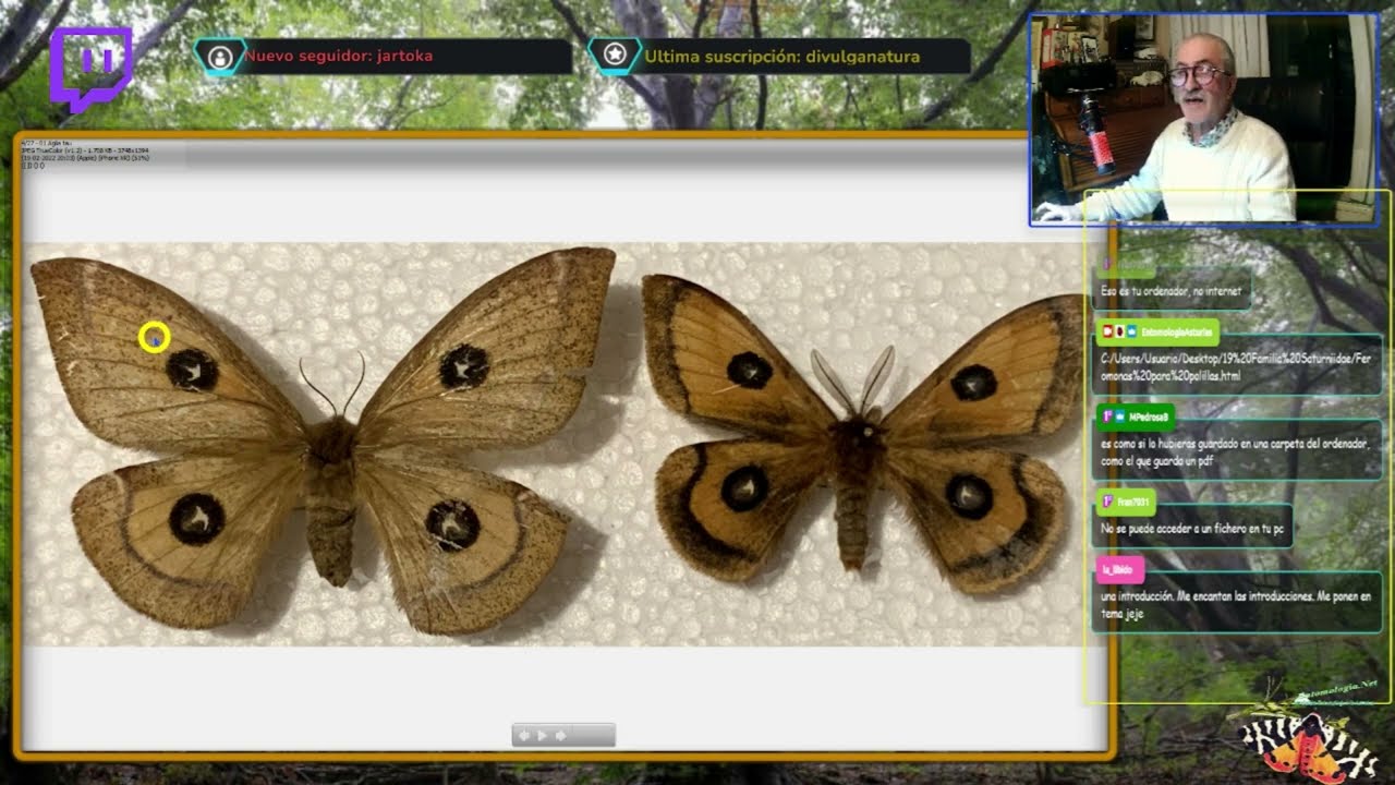 Familia Saturniidae (Lepidoptera; heterocera)