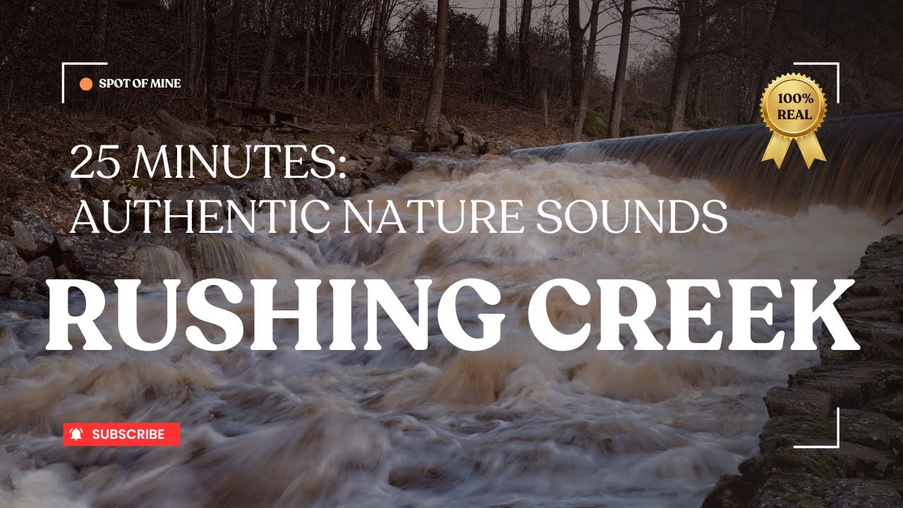 Serene Water Flow | Relaxing Creek Sounds in a Rainy Forest Setting | Creek Life