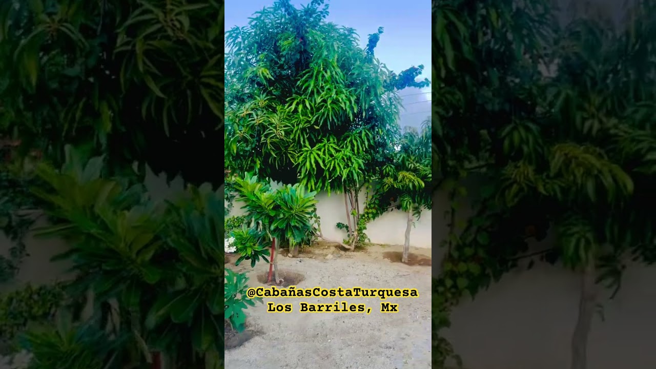 As the garden grows @Caba&ntilde;asCostaTurquesa #Losbarriles #eastcape #loscabos #Bajasur #Cabo #Airbnbaja