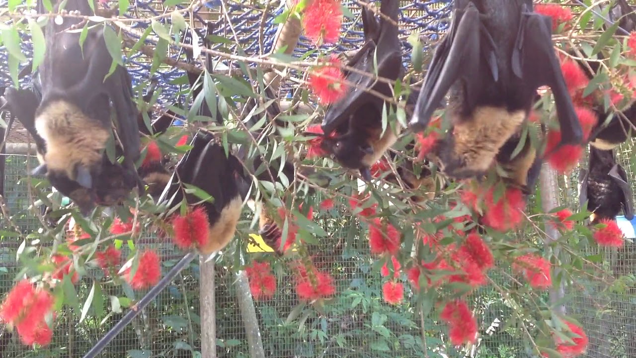 Blossom at Tolga bat Hosptial