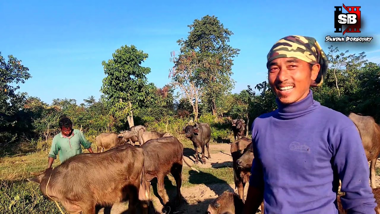Cattle Farm in the Jungle | Mwisw Mwswo || Bodo Vlog