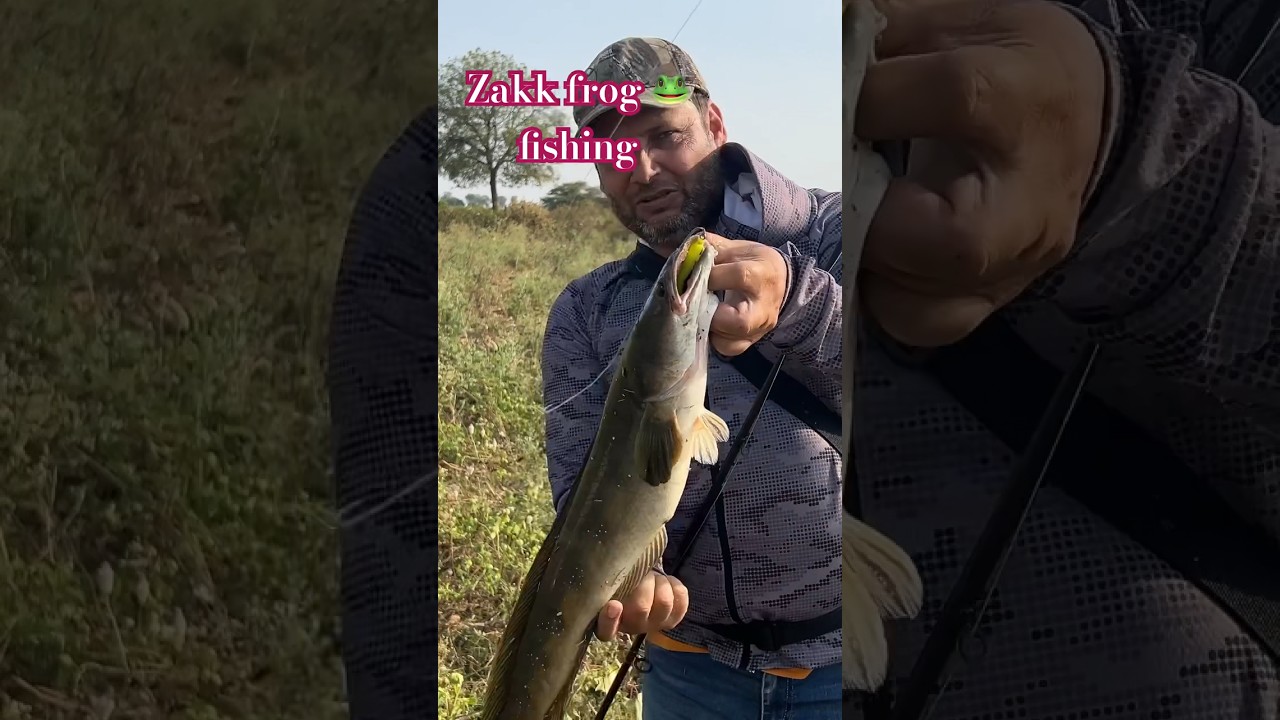Zakk frog fishing 🎣 #zakkfishing #murrel #shorts