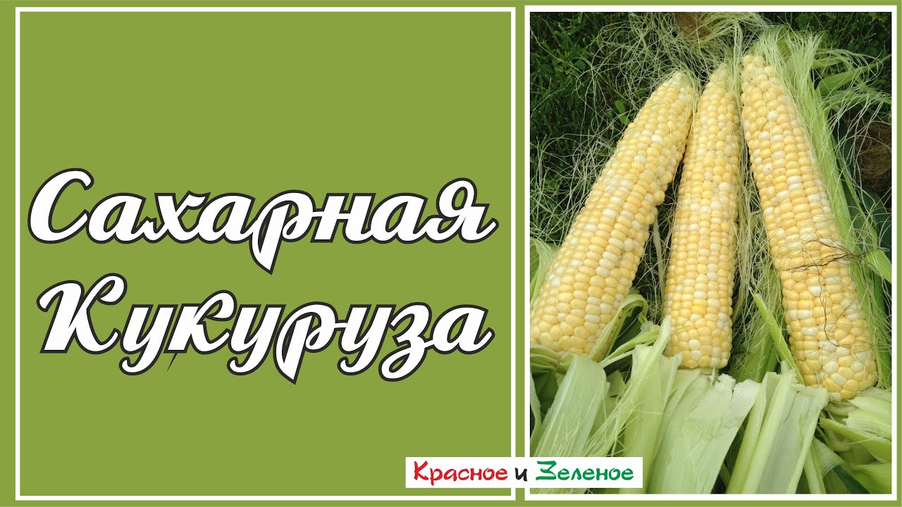 Сладкая кукуруза. Летние подкормки, формировка, опыление