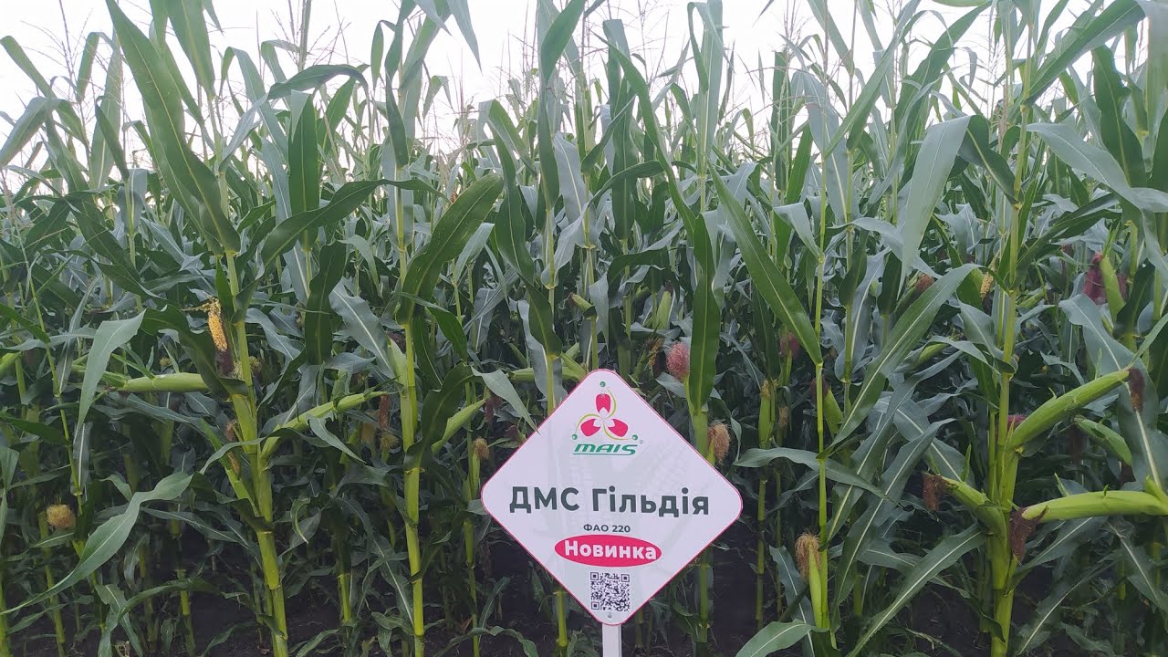 Огляд демо-поля 🌽🌽 МАЇС!!