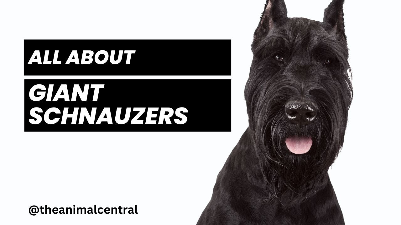 The Big, the Bold, and the Beautiful: All About Giant Schnauzers