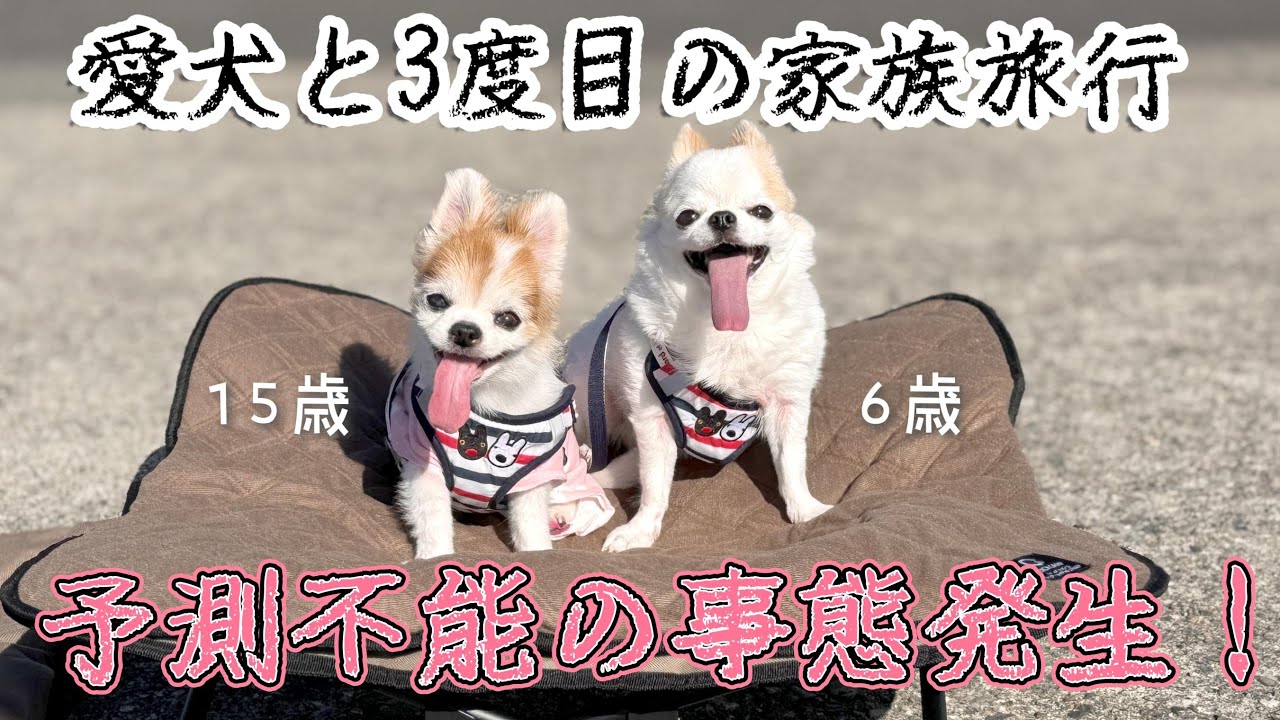 【犬と泊まれる宿】高齢犬達との最高の旅行が一転、色々と予期せぬ展開に！